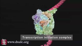 DNA Transcription Advanced [upl. by Madlen299]