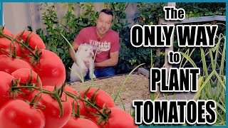 How to PLANT TOMATOES the Best Way 🌱🌱🍅🍅 [upl. by Esserac]