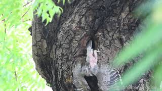 Hornbill chicks leaving nest [upl. by Analat]