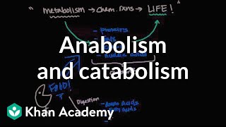 Overview of metabolism Anabolism and catabolism  Biomolecules  MCAT  Khan Academy [upl. by Lirpa732]