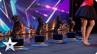 Doggies Got Talent Diana Vedyashinka and her DANCING dogs  Auditions  BGT 2020 [upl. by Erving109]