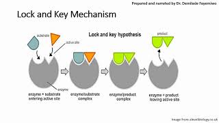 Chapter 31 Introduction to Enzymes [upl. by Dasha222]