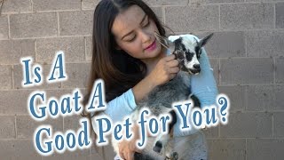 Goats As Pets  Everything you need to know to get a goat [upl. by Norred183]