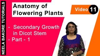 Anatomy of Flowering Plants  NEET  Secondary Growth in Dicot Stem  Part 1  Neela Bakore Tutorial [upl. by Sert]