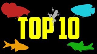 Top 10 Fish For 5 Gallon Aquariums [upl. by Oniratac]