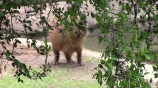 Capybara vs Argentinian Crocodile Yacare [upl. by Assirt142]