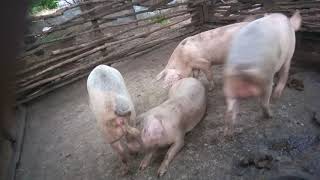 Part 1 mating in pigs [upl. by Anitteb]