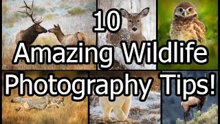 10 Amazing Wildlife Photography Tips [upl. by Beshore]