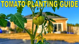 Complete Guide To PLANTING TOMATOES And FERTILIZING TOMATOES [upl. by Llerut]