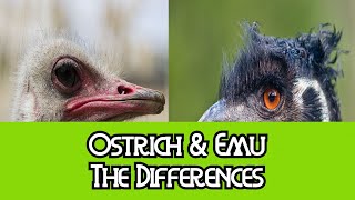 Ostrich amp Emu  The Differences [upl. by Drusi]