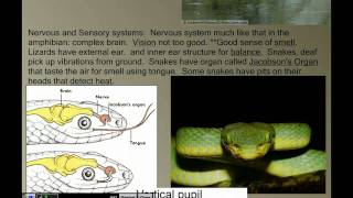 Vertebrate Diversity Reptiles [upl. by Maurilia309]