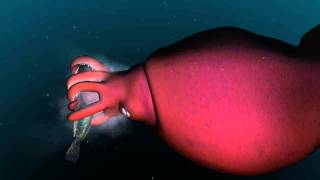 Mysterious world of the colossal squid [upl. by Tadd187]