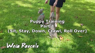 Weimaraner Puppies Training  Part 1 [upl. by Uba]