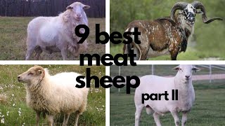 The Best Sheep Breeds for Meat part 2 [upl. by Nur]