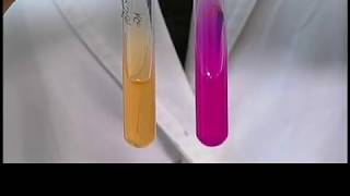 Urease and gelatinase test [upl. by Dorrej]