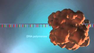 DNA replication  3D [upl. by Tserof]