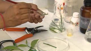 PLANT TISSUE CULTURE CSIR [upl. by Ynnattirb]