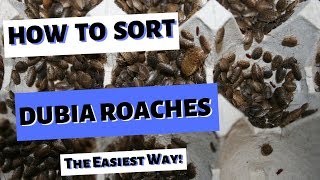 Sorting Dubia Roaches  The Easiest Way [upl. by Goltz65]