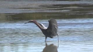 Crazy Reddish Egret dance hunting for fish Marco Island FL [upl. by Onibla]