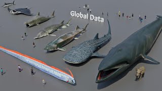 FISH Size Comparison 3D  3d Animation Size Comparison [upl. by Adlay]