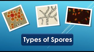 Types of spores [upl. by Else439]