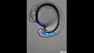 Genetic oscillation in zebrafish [upl. by Legnalos18]