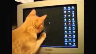 Leuke kattenfilmpjes Funny Cats [upl. by Fagaly]