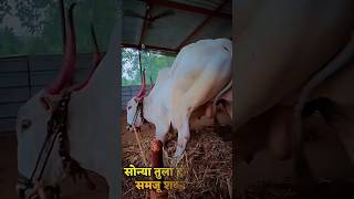 निस्वार्थ प्रेम 🥺❤️trending cow viral sonya5050 emotional shorts youtubeshorts sad moments [upl. by Goddard172]