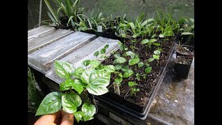 Fatsia japonica propagated from seed [upl. by Weed]