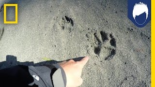 What’s Special About a Wolf’s Paw Print  National Geographic [upl. by Piselli]