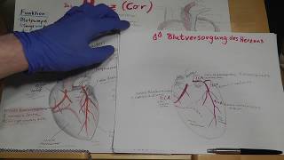PRÜFUNGSWISSEN Blutversorgung des Herzens Herzkranzgefäße amp Herzinfarkt erklärt [upl. by Soelch887]