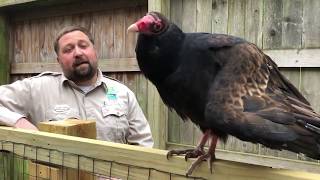 Turkey Vultures [upl. by Atina]