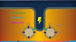 Istologia 40  Muscolare striato scheletrico [upl. by Suraved146]