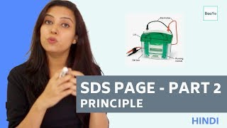 SDS PAGE  Part 2  Principle  Hindi [upl. by Aninaj307]