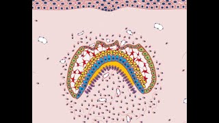 Development of Tooth  Part 4 Morphological stages  Bell stage [upl. by Lam]