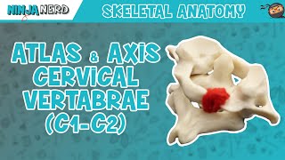 Atlas amp Axis Cervical Vertebrae C1C2 Anatomy [upl. by Fording]