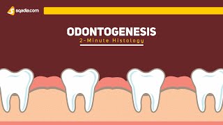 Odontogenesis  2Minute Histology  Anatomy Video Lectures  VLearning [upl. by Zebulon]