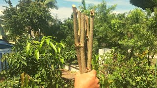 Growing Mulberry Trees from Cuttings [upl. by Sadonia62]