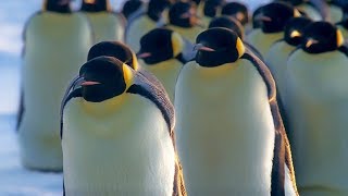 How Does Huddling Help Penguins Stay Warm  BBC Earth [upl. by Sherrod]