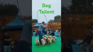 dog talent [upl. by Sikes700]