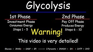 Glycolysis  Biochemistry [upl. by Ahsia610]