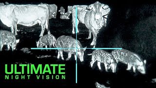 The Clearest Thermal Hunt Footage Ever  25 Hogs and 10 Coyotes Down [upl. by Clementas]