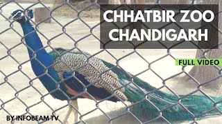 Chhatbir Zoo Chandigarh  Full Zoo Tour [upl. by Rebme483]