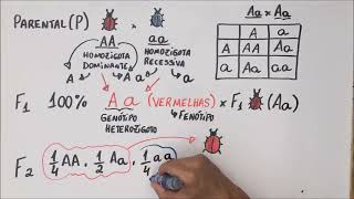 1ª Lei de Mendel  Genética  Resumo Professor Gustavo [upl. by Carmel]