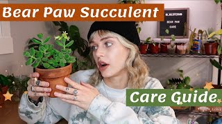 The CUTEST succulent you need one  Bear PawCotyledon tomentosa Care Guide [upl. by Timrek]