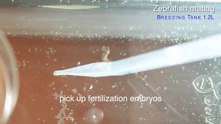 HOWTO Zebrafish easily mating and collecting embryos by GENDANIO [upl. by Angelle]