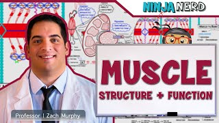 Musculoskeletal System  Muscle Structure and Function [upl. by Marielle]