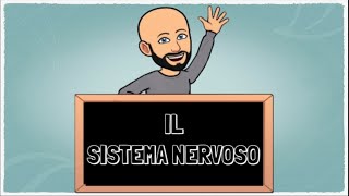 Il Sistema nervoso [upl. by Ttirrej]