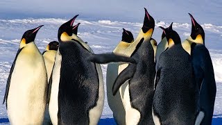 Emperor Penguins Fight Over Mate  BBC Earth [upl. by Neerhtak]