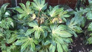 Fatsia Species Frost Damage amp Recovery [upl. by Dorrahs]